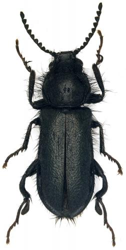 Enicopus ater